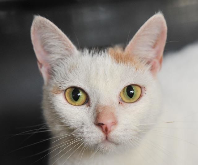 Pets that need homes Sara